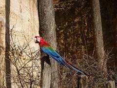 149 BIO PARC DE DOUE LA FONTAINE 6- 2016_000011